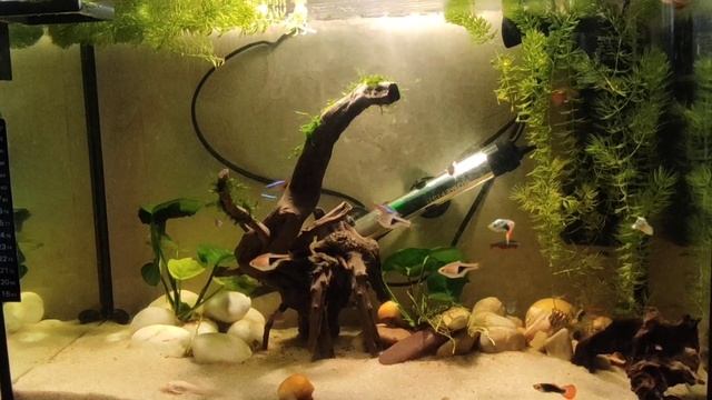 Мой аквариум. смотреть онлайн