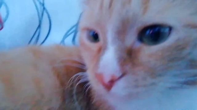 Хозяин не кормит влог кота кузьмы смотреть онлайн