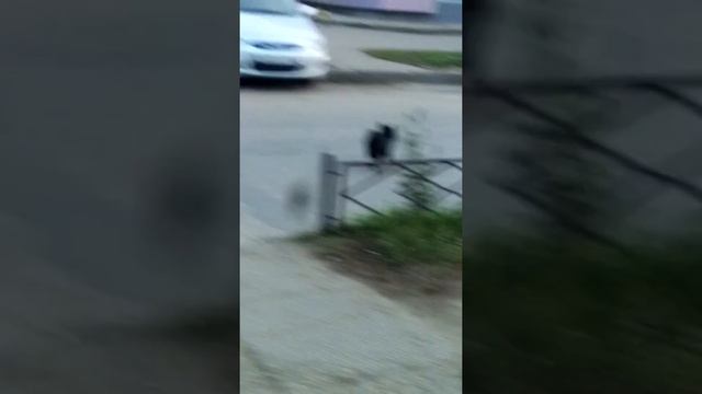 Собака искала хозяина и в итоге ушла город Набережные Челны потерялась собака остановка Бумажников