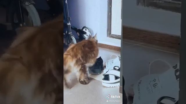 🐈МЕЙН-КУН 🐈БЕНГАЛЬСКАЯ КОШКА 🐱