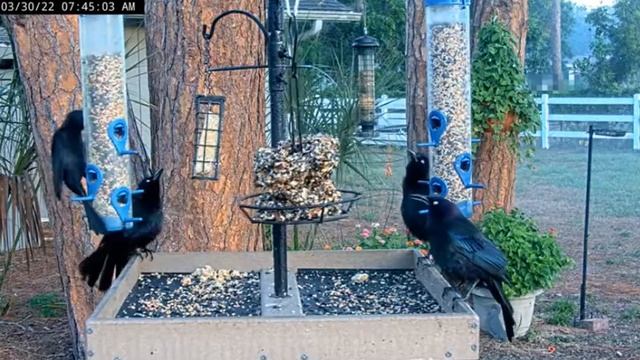 У ворон ранний завтрак #Кормушка#Нокомис,Флорида смотреть онлайн