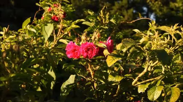 Наталия Черных. Итальянская опера в пейзаже. смотреть онлайн