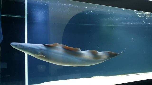 The Aba Aba Knifefish: How Much Does It Cost To Feed A Giant Knifefish Each Month?