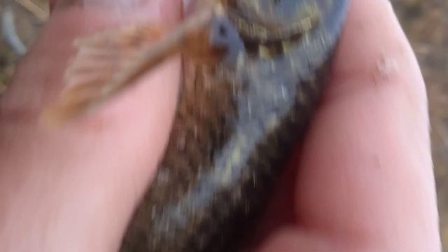 поймал усача на удочку