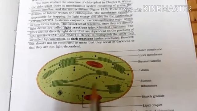 Photosynthesis in higher plants смотреть онлайн