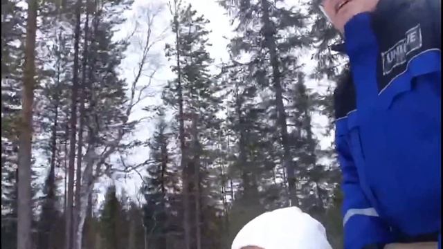 Хаски и олени в Рованиеми.Март 2017 смотреть онлайн