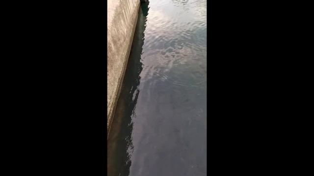 Море Севастополя кишит ставридкой и кефалью. смотреть онлайн