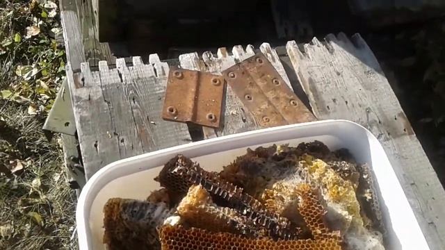 Как выращивать личинку восковой моли смотреть онлайн