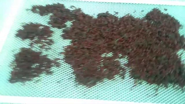 Моем мотыль