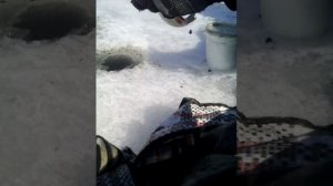 ловля на манку зимой