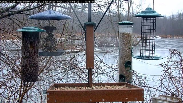 Bird Feeder Daily Timelapse [02-22-2024] Cornell Lab Cam #timelapse #birdcams #bird