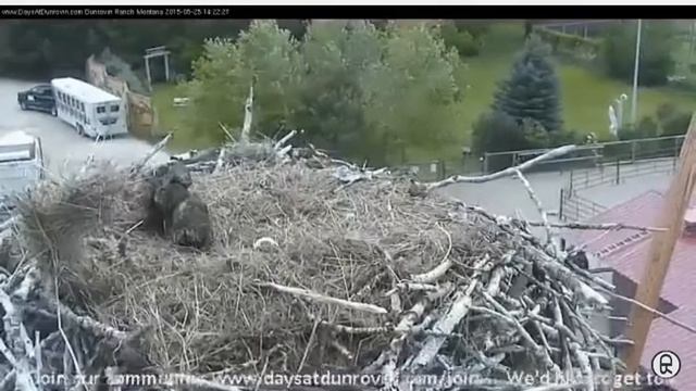Video 2015 05 25 160842 Wind Moves Horse Apple смотреть онлайн