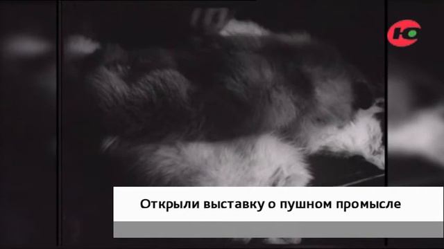 Югорчанам рассказывают о «мягкой рухляди» смотреть онлайн