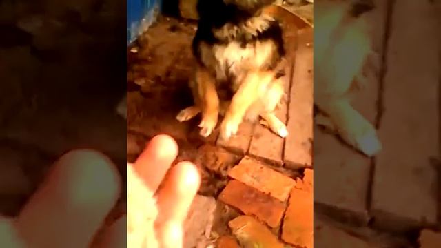 Хочу научить собаку ловить хлеб