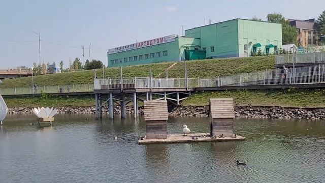 Разборки агрессивных чаек наблюдают мирные лебеди и утки. Каскад Прудов в центре Альметьевска. смотреть онлайн