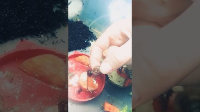 Наши улитята растут смотреть онлайн