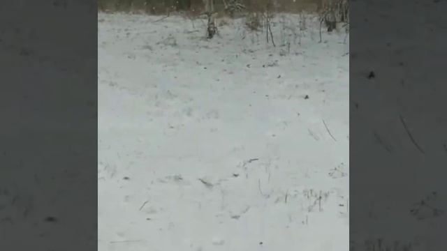 Первый день зимы а козы на пастбище.. зимний выпас