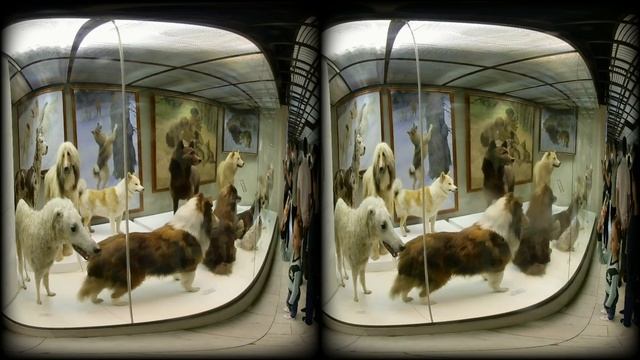 Дарвиновский музей VR180 3D смотреть онлайн