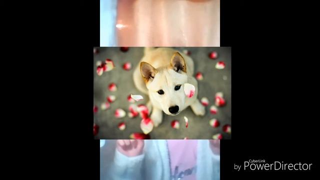 Новая рубрика : Даша Музя. Но временно. смотреть онлайн