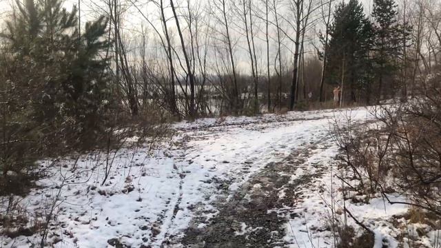 Прогулка по острову Татышев. Красноярск. Siberia Walking Tour in 8k 60fps смотреть онлайн