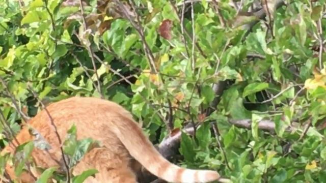 CAT EATING APPLE LEAVES смотреть онлайн