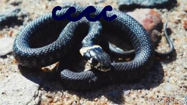 Кто любит ужей посмотрит смотреть онлайн