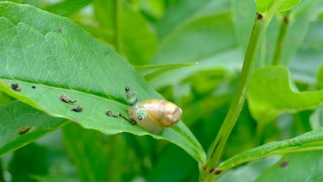 Странная улитка смотреть онлайн