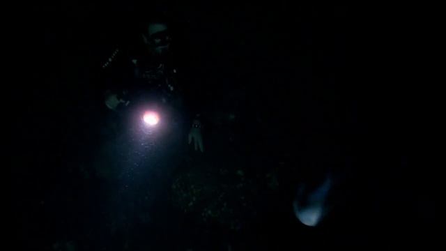 Как строения морских дьяволов (Manta birostris) помогает им в питании планктоном ?