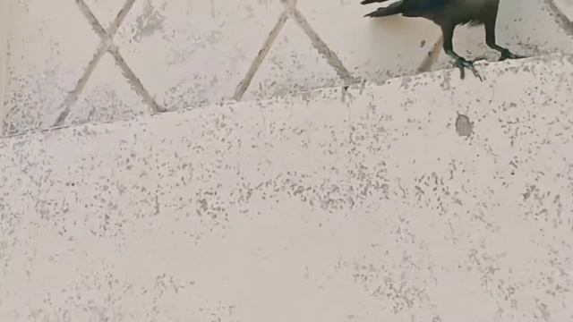 Crow Eating Meat || Crow Video || Ворона ест мясо