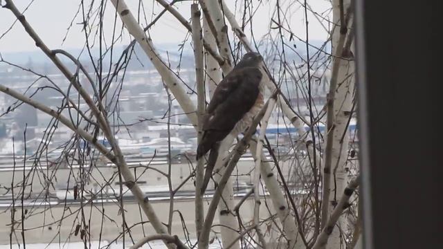 ястреб перепелятник сбоку 1 декабря 2015