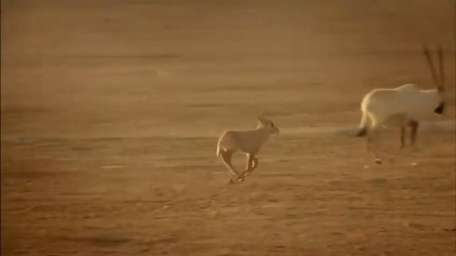 Desert rose qatar national museum смотреть онлайн