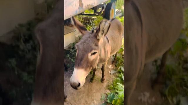 22.08.2022 ждали меня они 8:00 около двери когда выйду и дам конфет и гулять отпущу, тихо стояли 😀 смотреть онлайн