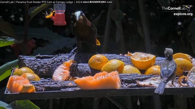 Panama Fruit Feeder At Canopy Lodge, Explore.org  2024/02/24