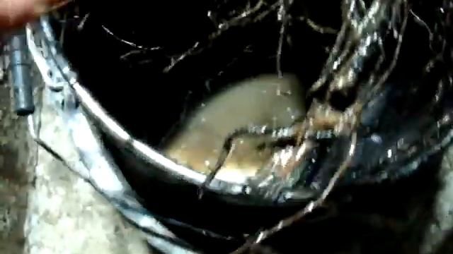 грецкий орех песчанский смотреть онлайн