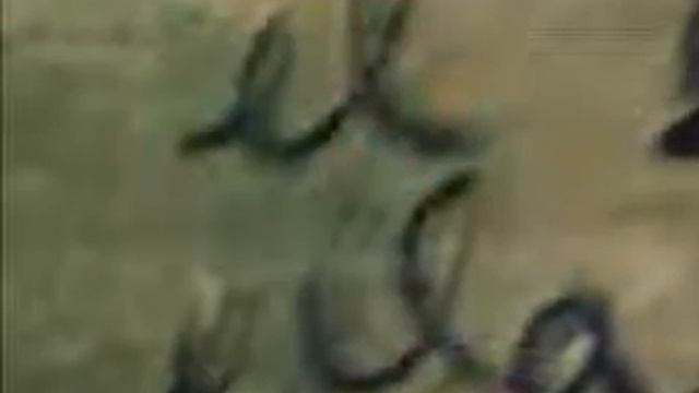 04 Tintas - "Tango" смотреть онлайн