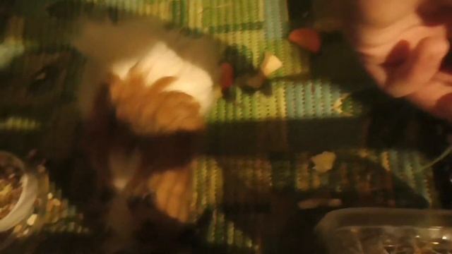 Морские свинки едят одуваньчики смотреть онлайн