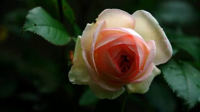 Самая красивая русская музыка о любви 2015 - смотреть... смотреть онлайн