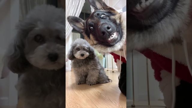 КОТИКИ и не только