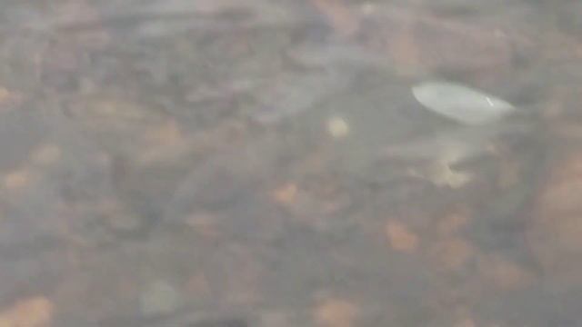 Рыбалка под мостом. Окунь и Уклейка