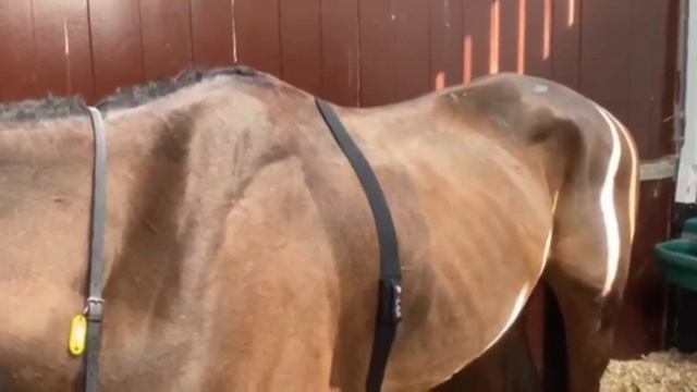 Heart Rate monitor fitting смотреть онлайн