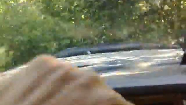 Дорога по прямой через лес смотреть онлайн