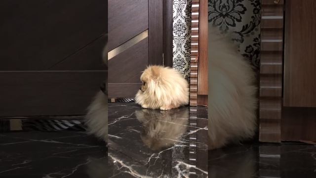 Уровень пофигизма😂: Лакки и дверь смотреть онлайн