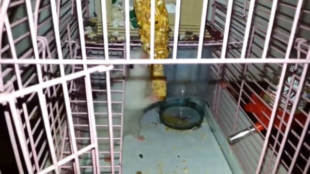 Степанида воюет с зерновой палочкой смотреть онлайн