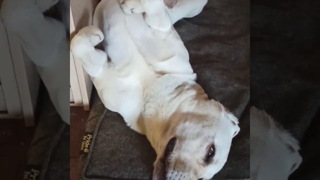 Лабрадор Лавчик кайфует на карантине! смотреть онлайн