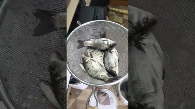 магазин рыболов лучший живец,мотыль,черви,опараша #рыбалка смотреть онлайн