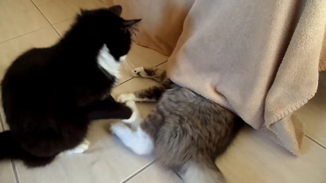 моё видео. братья кошаки играют . жюпитер и гришка . смотреть онлайн