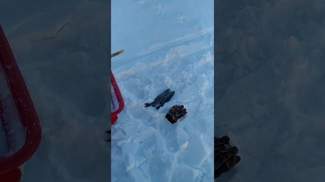 Рыбалка на Топозере. Гостевые коттеджи Коккосалма.