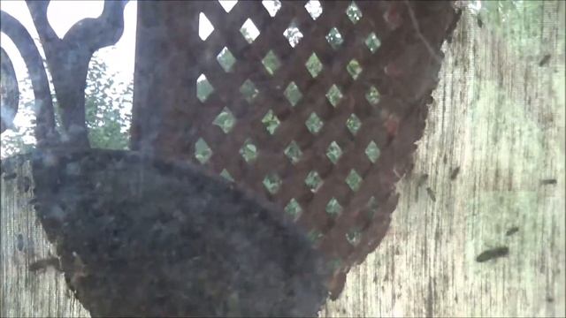 В гостях у пчеловода смотреть онлайн