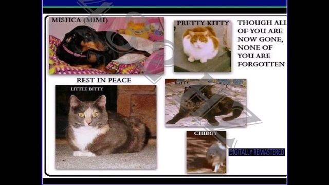 THE SANTAIRS: FAT ASS CAT [432Hz]