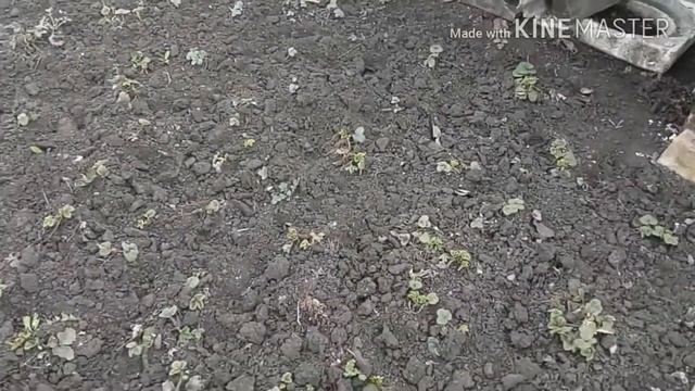 Весенние хлопоты в огороде смотреть онлайн